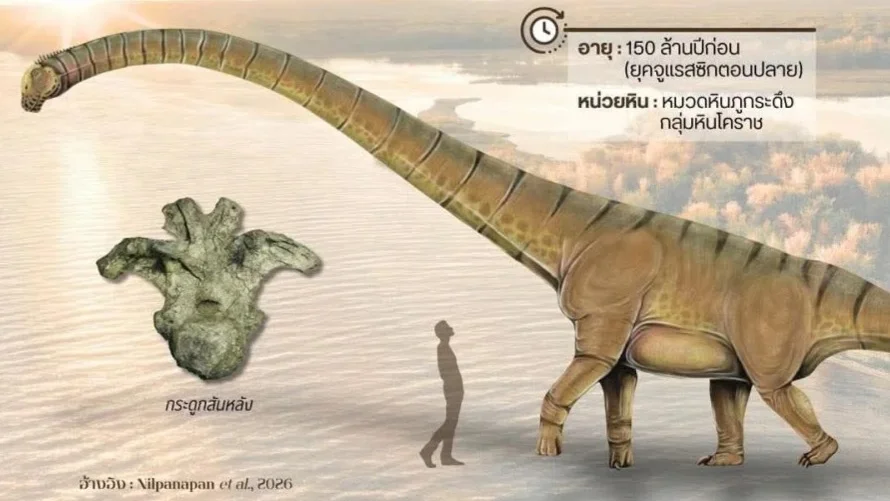 ตัวที่ 15 ของไทย! ค้นพบ “อุรคาซอรัส กาฬสินธุ์เอนซิส” ไดโนเสาร์คอยาวชนิดใหม่ของโลก