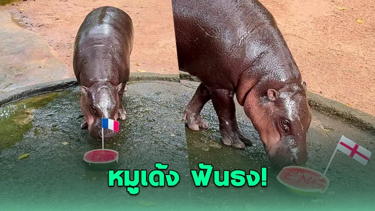 "หมูเด้ง" เลือกแล้ว! ฟันธงคู่ชิงบอลโลก 2026 งานนี้แฟนบอลแห่ลุ้นทั้งโลก