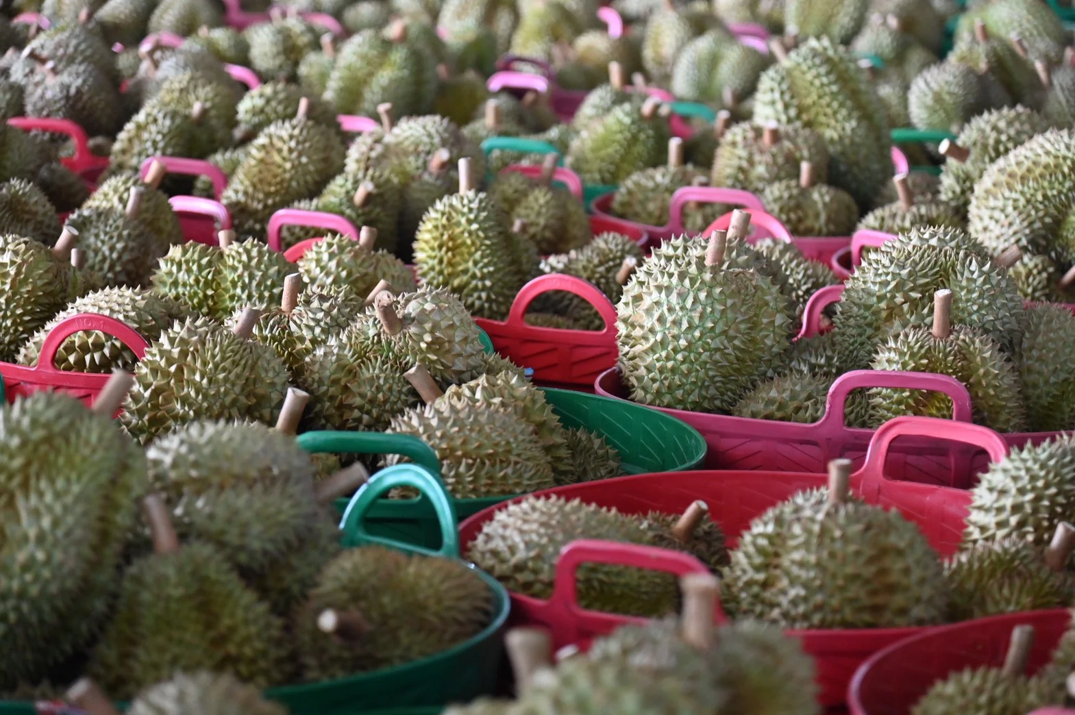 พาณิชย์ยันราคาทุเรียนคุณภาพยังสูง เร่งเปิดตลาดรับผลผลิต