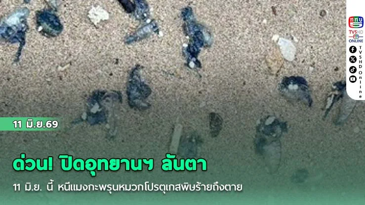 ด่วน! ปิดอุทยานฯ ลันตา 11 มิ.ย. นี้  หนีแมงกะพรุนหมวกโปรตุเกสพิษร้ายถึงตาย