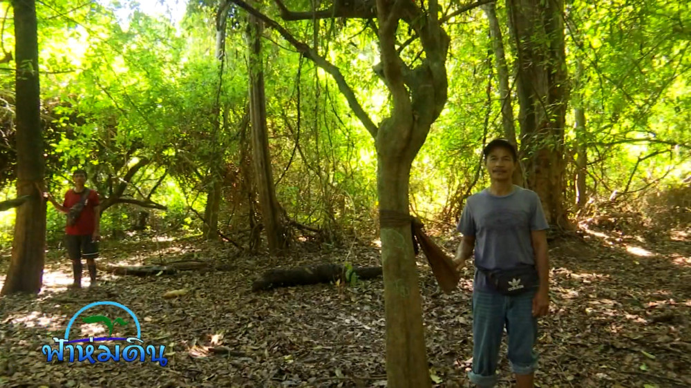 รายการฟ้าห่มดิน EP.27/67 ตอน ชุมชนบ้านบางประ คนรักษ์ป่าทุ่งน้ำหนองหลวง จ.สุราษฎร์ธานี (วันที่ 17 กันยายน 2567)