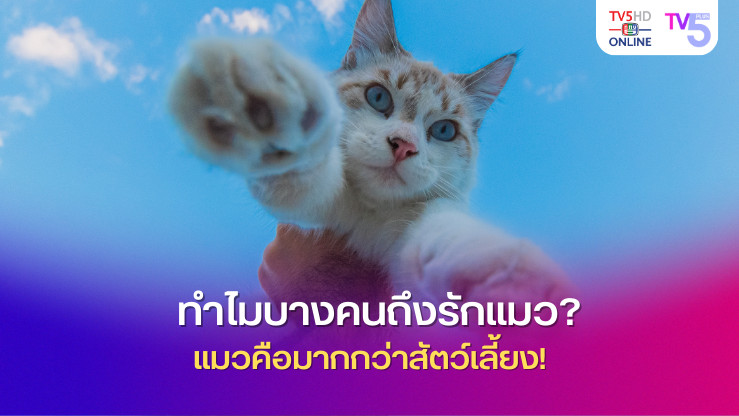 ทำไมบางคนถึงรักแมว? แมวคือมากกว่าสัตว์เลี้ยง! 