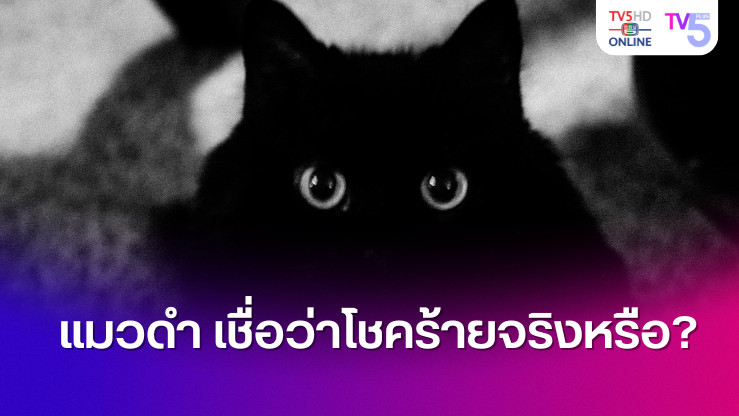 แมวดำ เชื่อว่าโชคร้ายจริงหรือ? ไขความเชื่อจากตะวันตก สู่ตะวันออก และไทยโบราณ