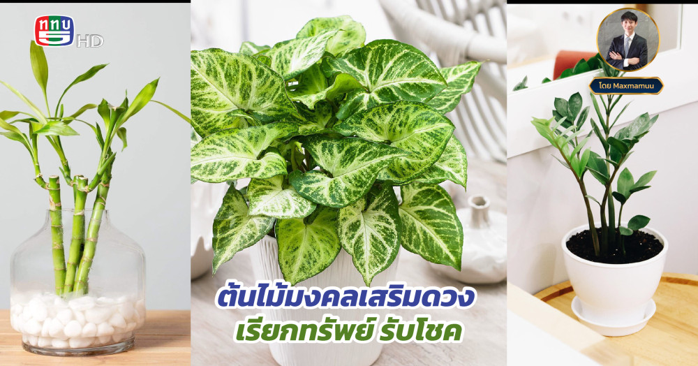 ต้นไม้มงคลเสริมดวง เรียกทรัพย์ รับโชค