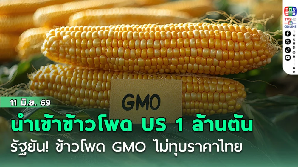 สภาระอุปมนําเข้าข้าวโพด US 1 ล้านตัน รัฐ ยัน! ข้าวโพด GMO ไม่ทุบราคาไทย