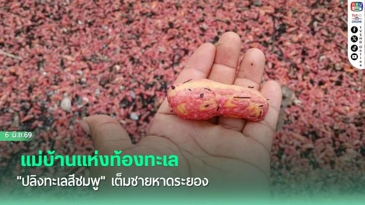 แม่บ้านแห่งท้องทะเล "ปลิงทะเลสีชมพู" เต็มชายหาดระยอง