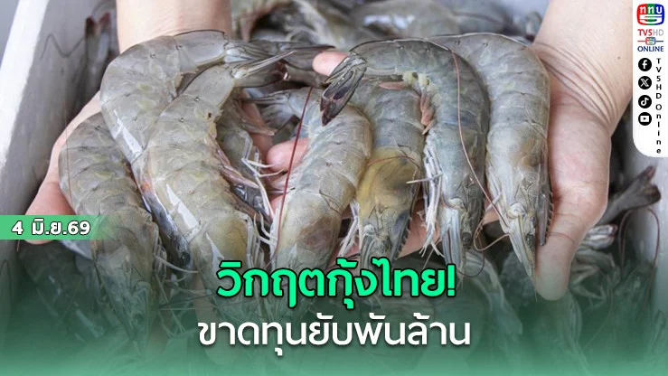 วิกฤตกุ้งไทย! ขาดทุนยับพันล้าน  ชาวสวนกุ้งบุกประมง จี้อุ้มราคาด่วน