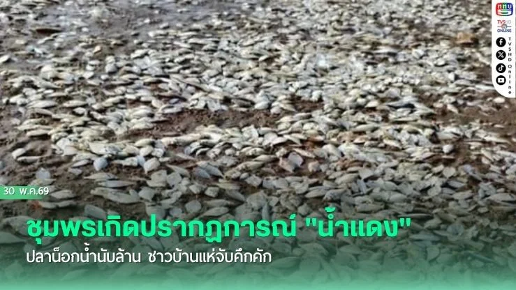 ชุมพรเกิดปรากฏการณ์ "น้ําแดง" ปลาน็อกน้ํานับล้าน ชาวบ้านแห่จับคึกคัก