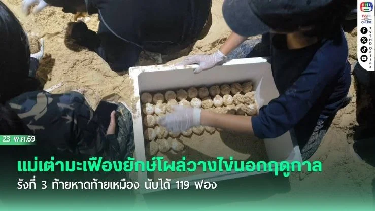 ฮือฮา! แม่เต่ามะเฟืองยักษ์โผล่วางไข่นอกฤดูกาลรังที่ 3 ท้ายหาดท้ายเหมือง นับได้ 119 ฟอง