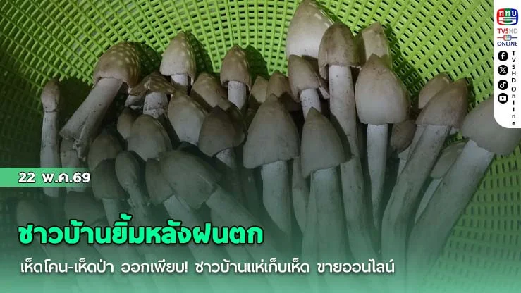 ชาวบ้านยิ้มหลังฝนตก เห็ดโคน-เห็ดป่า ออกเพียบ!  ชาวบ้านแห่เก็บเห็ด ขายออนไลน์