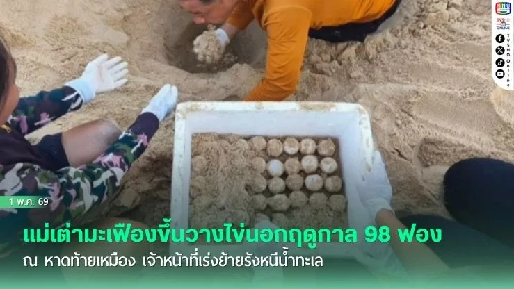 แม่เต่ามะเฟืองขึ้นวางไข่นอกฤดูกาล 98 ฟอง ณ หาดท้ายเหมือง เจ้าหน้าที่เร่งย้ายรังหนีน้ําทะเล