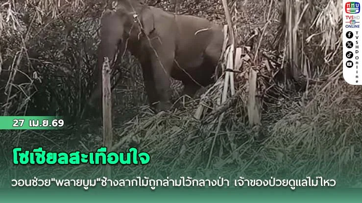 โซเชียลสะเทือนใจ วอนช่วย"พลายบูม"ช้างลากไม้ถูกล่ามไว้กลางป่า เจ้าของป่วยดูแลไม่ไหว