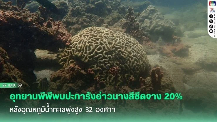 อุทยานพีพีพบปะการังอ่าวนางสีซีดจาง 20% หลังอุณหภูมิน้ําทะเลพุ่งสูง 32 องศาฯ