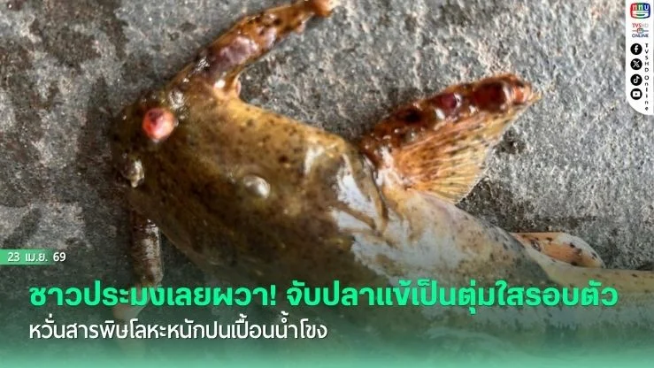 ชาวประมงเลยผวา! จับปลาแข้เป็นตุ่มใสรอบตัว หวั่นสารพิษโลหะหนักปนเปื้อนน้ําโขง