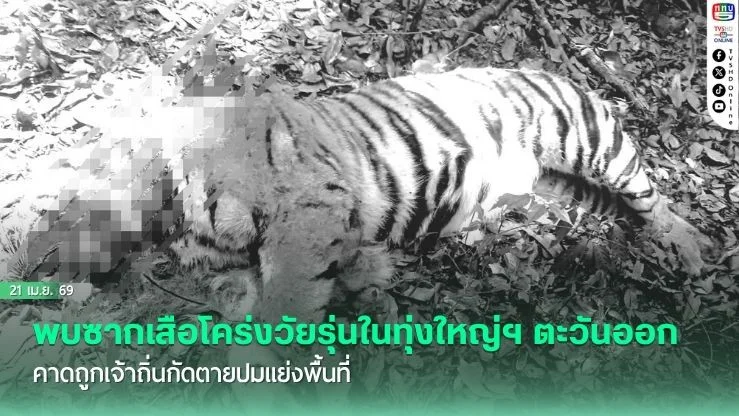 พบซากเสือโคร่งวัยรุ่นในทุ่งใหญ่ฯ ตะวันออก คาดถูกเจ้าถิ่นกัดตายปมแย่งพื้นที่