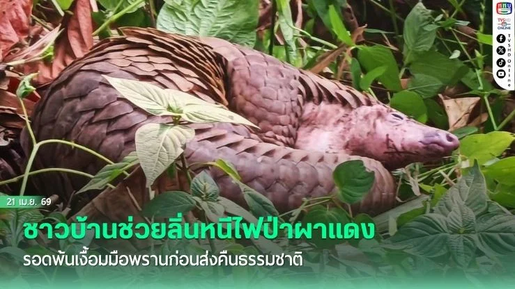 ชาวบ้านช่วยลิ่นหนีไฟป่าผาแดง รอดพ้นเงื้อมมือพรานก่อนส่งคืนธรรมชาติ