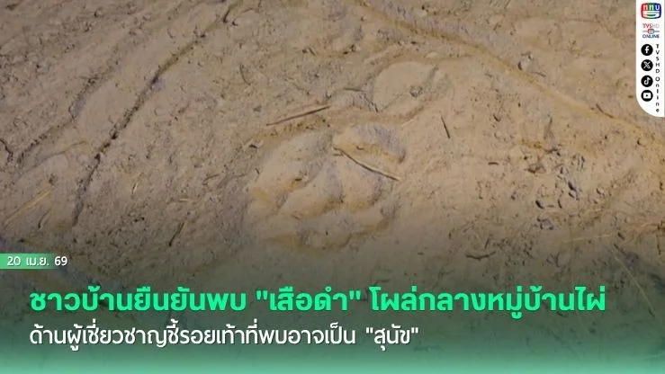 ชาวบ้านยืนยันพบ "เสือดํา" โผล่กลางหมู่บ้านไผ่ ด้านผู้เชี่ยวชาญชี้รอยเท้าที่พบอาจเป็น "สุนัข"