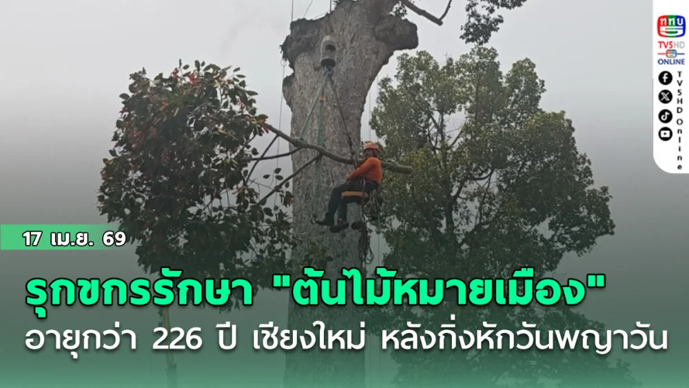 รุกขกรรักษา "ต้นไม้หมายเมือง" อายุกว่า 226 ปี เชียงใหม่ หลังกิ่งหักวันพญาวัน