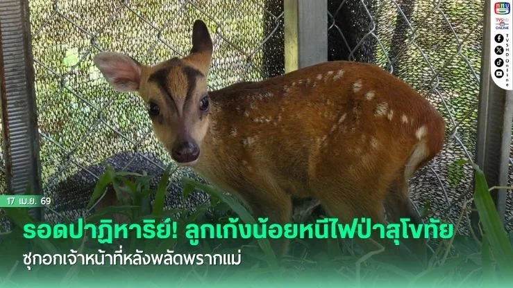 รอดปาฏิหาริย์! ลูกเก้งน้อยหนีไฟป่าสุโขทัย ซุกอกเจ้าหน้าที่หลังพลัดพรากแม่