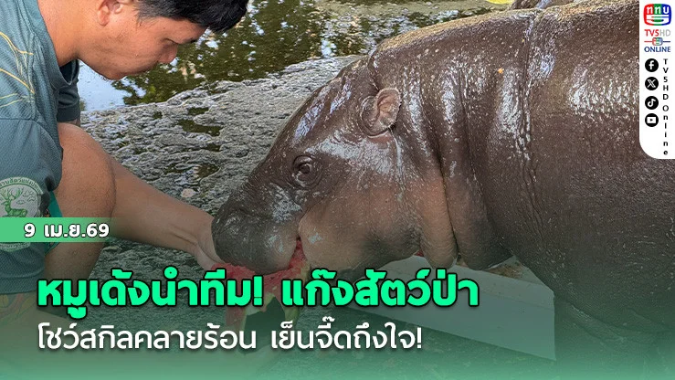 หมูเด้งนําทีม! แก๊งสัตว์ป่าโชว์สกิลคลายร้อน  เย็นจี๊ดถึงใจ! ส่องเมนูเด็ดสัตว์ป่าสู้ลมร้อน
