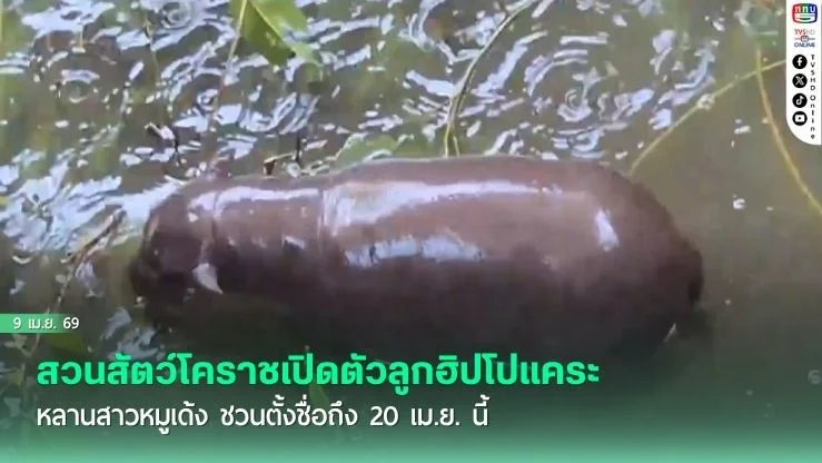 สวนสัตว์โคราชเปิดตัวลูกฮิปโปแคระ หลานสาวหมูเด้ง ชวนตั้งชื่อถึง 20 เม.ย. นี้