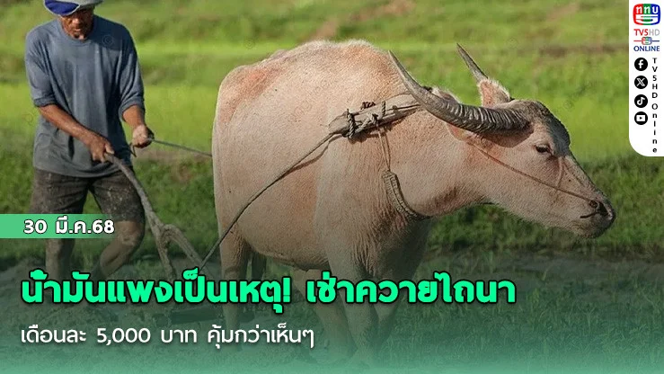 น้ํามันแพงเป็นเหตุ! เช่าควายไถนา เดือนละ 5,000 บาท คุ้มกว่าเห็นๆ