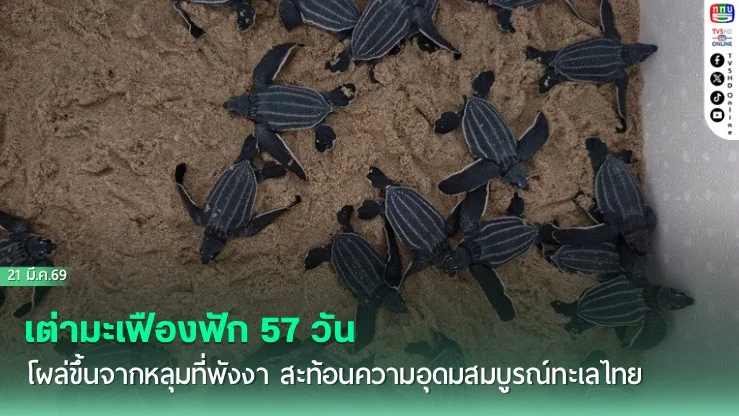 ภารกิจชีวิตใหม่ ลูกเต่ามะเฟืองลงทะเล