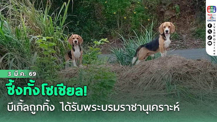 ซึ้งทั้งโซเชียล! บีเกิ้ลถูกทิ้ง ได้รับพระบรมราชานุเคราะห์