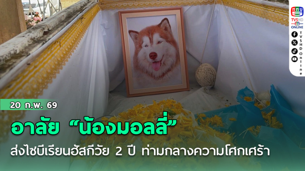 อาลัย "น้องมอลลี่" ส่งไซบีเรียนฮัสกีวัย 2 ปี ครั้งสุดท้าย ท่ามกลางความโศกเศร้า