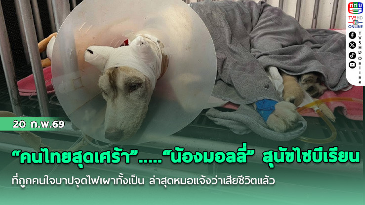 "คนไทยสุดเศร้า"....."น้องมอลลี่"