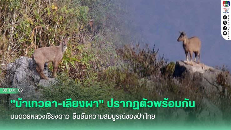 "ม้าเทวดา-เลียงผา" ปรากฏตัวพร้อมกันบนดอยหลวงเชียงดาว ยืนยันความสมบูรณ์ของป่าไทย