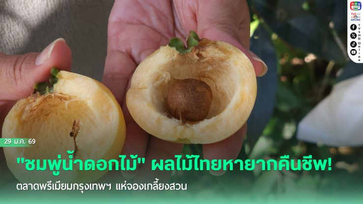 "ชมพู่น้ําดอกไม้" ผลไม้ไทยหายากคืนชีพ! ตลาดพรีเมียมกรุงเทพฯ แห่จองเกลี้ยงสวน