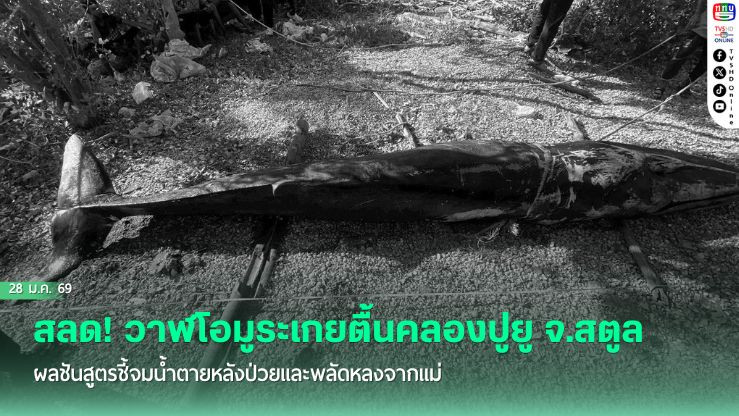 สลด! วาฬโอมูระเกยตื้นคลองปูยู จ.สตูล ผลชันสูตรชี้จมน้ําตายหลังป่วยและพลัดหลงจากแม่