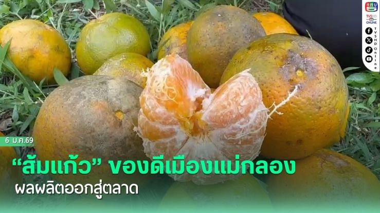 เกษตรกรสมุทรสงครามเร่งเก็บ "ส้มแก้ว" รับฤดูกาลท่องเที่ยว ผลผลิตดกน้ําเยอะราคาดี