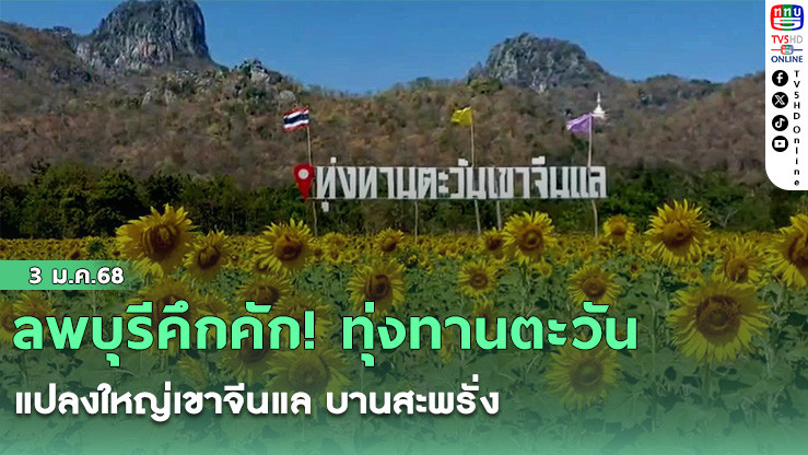 ลพบุรีคึกคัก! ทุ่งทานตะวันแปลงใหญ่เขาจีนแล บานสะพรั่ง