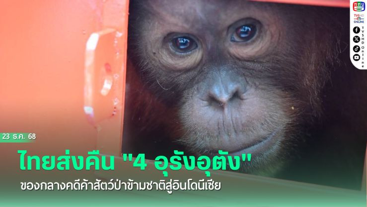 กลับบ้านเกิด! ไทยส่งคืน "4 อุรังอุตัง" ของกลางคดีค้าสัตว์ป่าข้ามชาติสู่อินโดนีเซีย