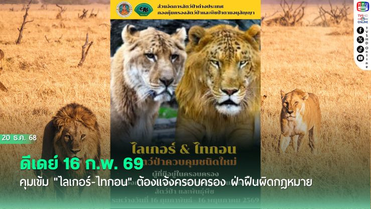 ดีเดย์ 16 ก.พ. 69! คุมเข้ม "ไลเกอร์-ไทกอน" ต้องแจ้งครอบครอง ฝ่าฝืนผิดกฎหมาย