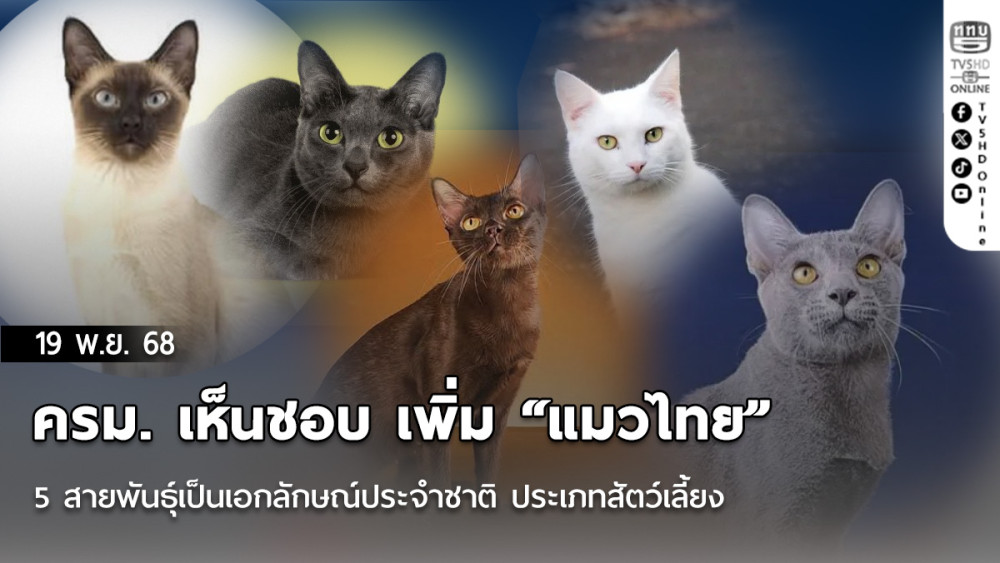 ครม. เห็นชอบ เพิ่ม “แมวไทย” 5 สายพันธุ์เป็นเอกลักษณ์ประจําชาติ ประเภทสัตว์เลี้ยง
