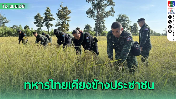 ทหารไทยเคียงข้างประชาชน ช่วยเกี่ยวข้าวแปลงเสี่ยงชายแดนกัมพูชา