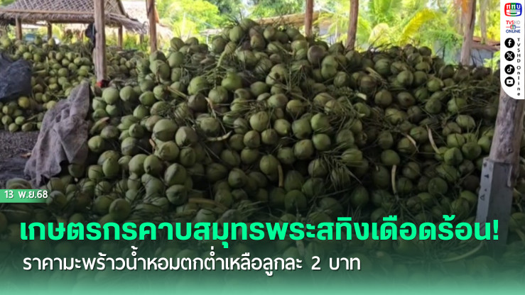 ราคามะพร้าวน้ําหอมตกต่ํา! เกษตรกรคาบสมุทรสทิงพระเดือดร้อนหนัก วอนรัฐเร่งช่วยเหลือ