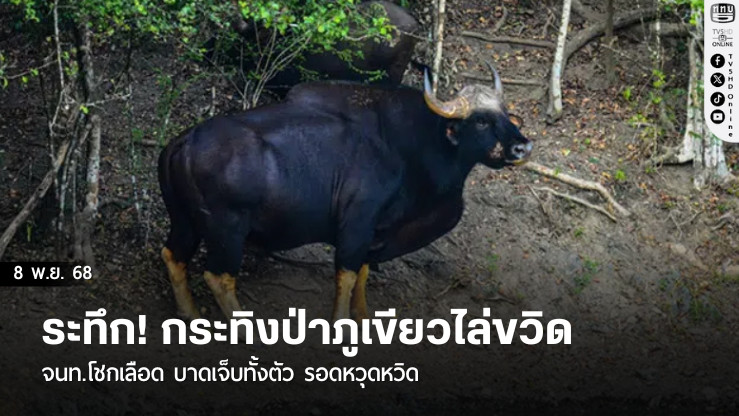 ระทึก! กระทิงป่าภูเขียวไล่ขวิด จนท.โชกเลือด บาดเจ็บทั้งตัว รอดหวุดหวิด