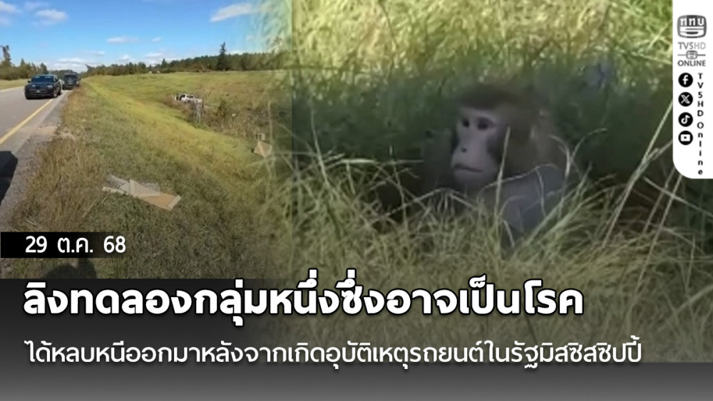 ลิงทดลองกลุ่มหนึ่งซึ่งอาจเป็นโรคได้หลบหนีออกมาหลังจากเกิดอุบัติเหตุรถยนต์ในรัฐมิสซิสซิปปี้