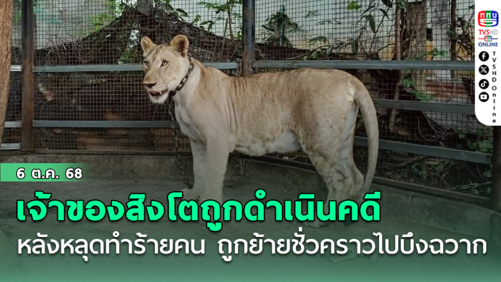 เจ้าของสิงโตถูกดําเนินคดี หลังสัตว์ดุร้ายหลุดทําร้ายคน ถูกย้ายชั่วคราวไปบึงฉวาก
