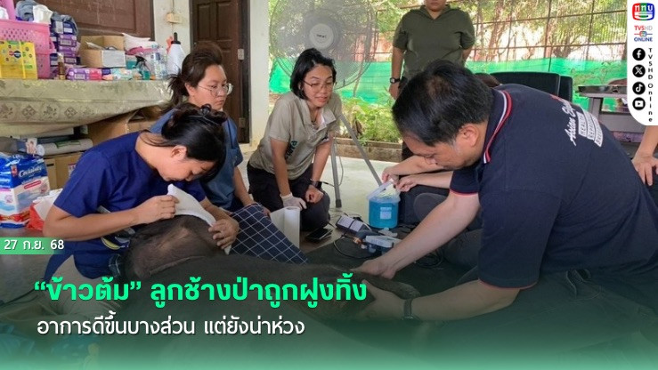 “ข้าวต้ม” ลูกช้างป่าถูกฝูงทิ้ง  อาการดีขึ้นบางส่วน แต่ยังน่าห่วง