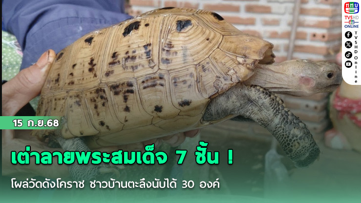 เต่าลายพระสมเด็จ 7 ชั้น ! โผล่วัดดังโคราช ชาวบ้านตะลึงนับได้ 30 องค์