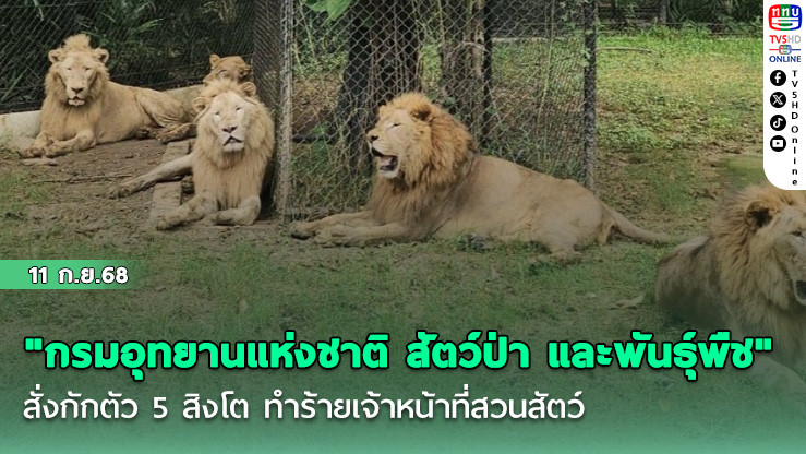 "กรมอุทยานแห่งชาติ สัตว์ป่า และพันธุ์พืช" สั่งกักตัว 5 สิงโต ทําร้ายเจ้าหน้าที่สวนสัตว์