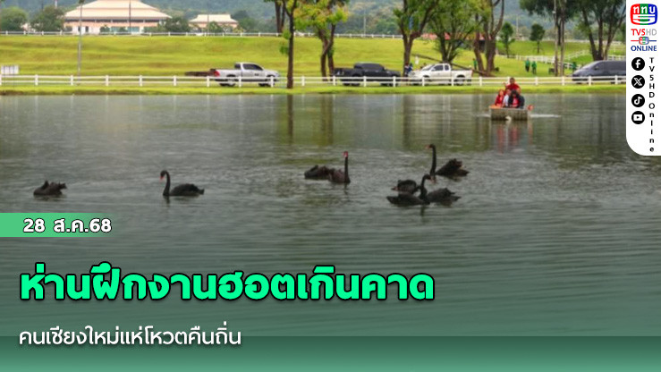 ห่านฝึกงานฮอตเกินคาด คนเชียงใหม่แห่โหวตคืนถิ่น