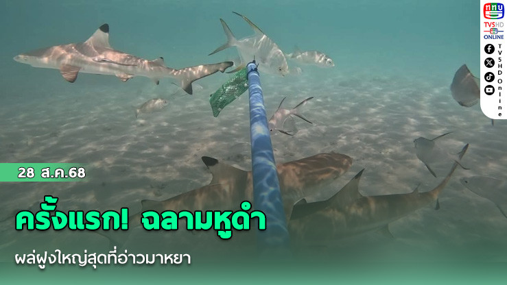ครั้งแรก! ฉลามหูดําโผล่ฝูงใหญ่สุดที่อ่าวมาหยา