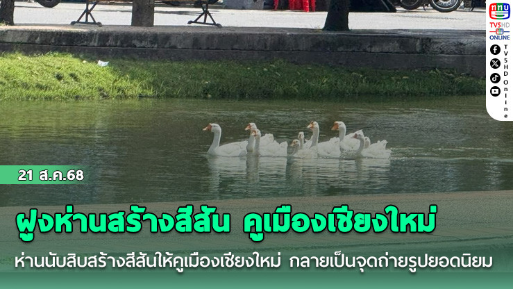 ฝูงห่านสร้างสีสัน คูเมืองเชียงใหม่ 