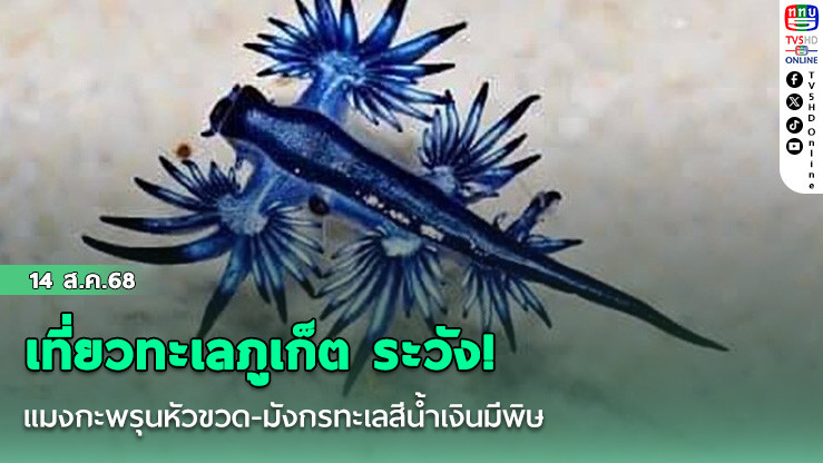 เที่ยวทะเลภูเก็ต ระวัง! แมงกะพรุนหัวขวด-มังกรทะเลสีน้ําเงินมีพิษ